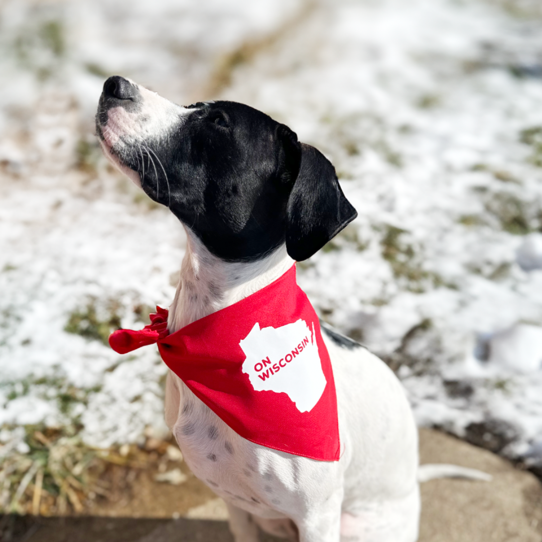 Wisconsin badger 2024 dog apparel